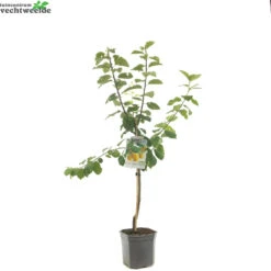 Prunus D. 'Reine Claude D'Oullins' 7 Prunus D. 'Reine Claude D'Oullins' -Tuinbenodigdheden Verkoopwinkel prunus d reine claude d oullins 1500x1500 6209370cd727c l