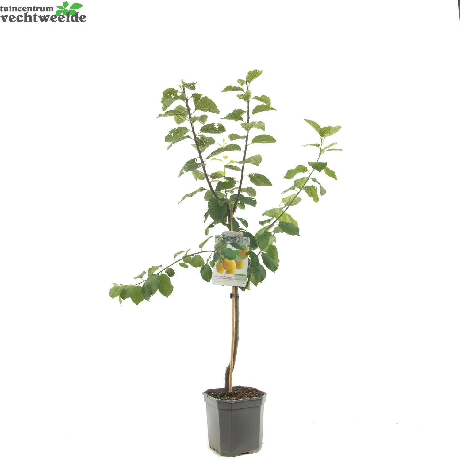 Prunus D. 'Reine Claude D'Oullins' 5 Prunus D. 'Reine Claude D'Oullins' - Afbeelding 3