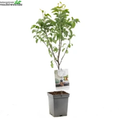 Pyrus Bonne Louise DAvranches P22 -Tuinbenodigdheden Verkoopwinkel pyrus bonne louise davranches p22 1000x1000 6209081e0a1ce l