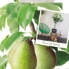 Pyrus C. 'Beurré Hardy' -Tuinbenodigdheden Verkoopwinkel pyrus c beurre hardy 533x1000 62079ea955988 l