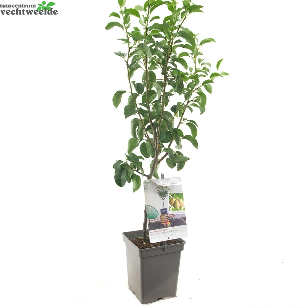 Pyrus C. 'Doyenné Du Comice' 4 Pyrus C. 'Doyenné Du Comice' - Afbeelding 2