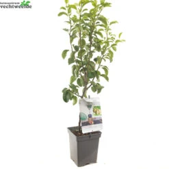 Pyrus C. 'Doyenné Du Comice' 7 Pyrus C. 'Doyenné Du Comice' -Tuinbenodigdheden Verkoopwinkel pyrus c doyenne du comice 1500x1500 62093edb7becd l