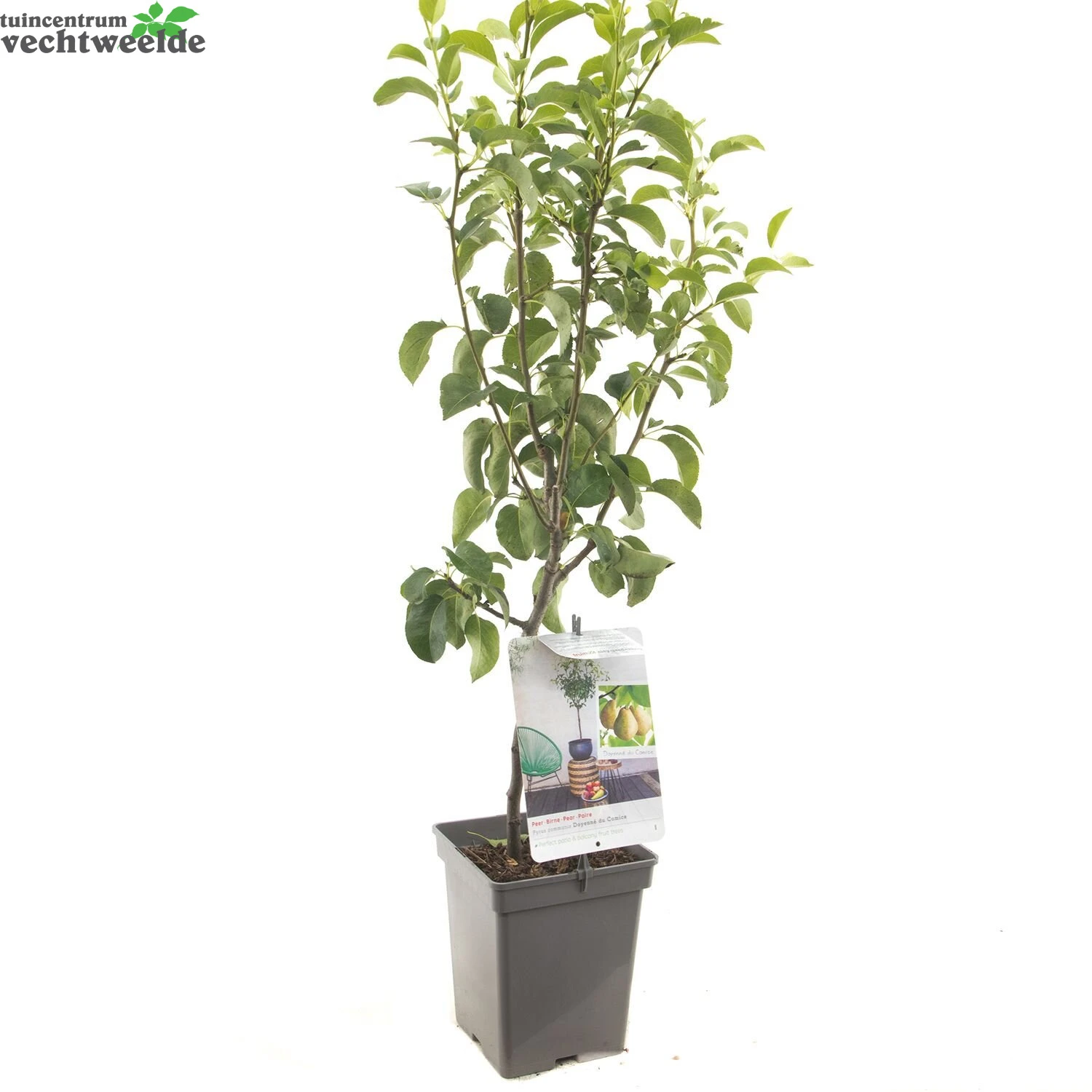 Pyrus C. 'Doyenné Du Comice' 5 Pyrus C. 'Doyenné Du Comice' - Afbeelding 3