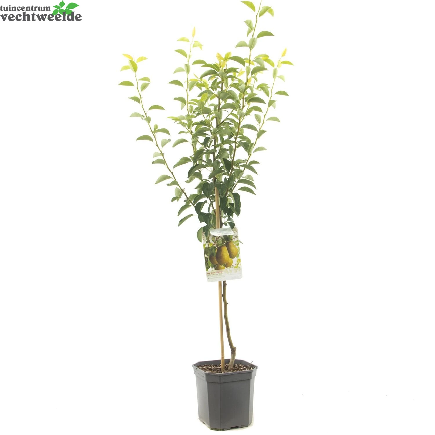 Pyrus C. 'Ksenia' 5 Pyrus C. 'Ksenia' - Afbeelding 3