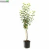 Pyrus Com Doyenne D C WT P24 -Tuinbenodigdheden Verkoopwinkel pyrus com doyenne d c wt p24 800x800 62a36c1372929 l