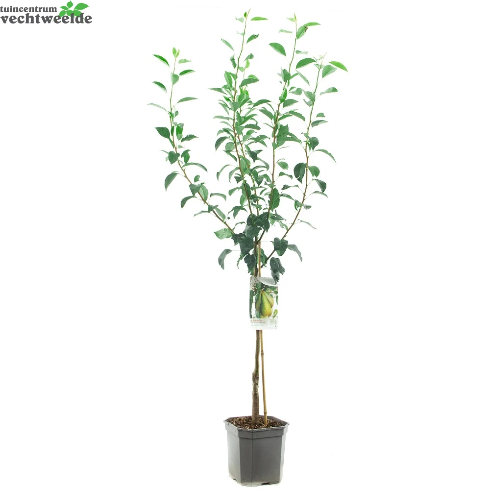 Pyrus Comm. Conferencestruik P24 4 Pyrus Comm. Conferencestruik P24 - Afbeelding 2