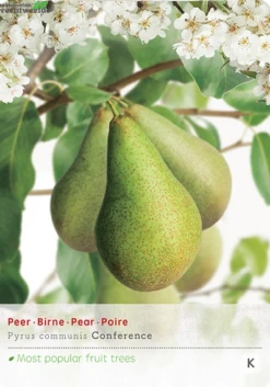 Pyrus Comm. Conferencestruik P24