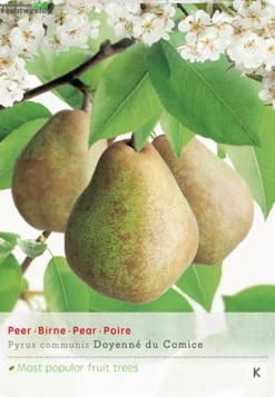 Pyrus Comm. Doyenne Du C. P24