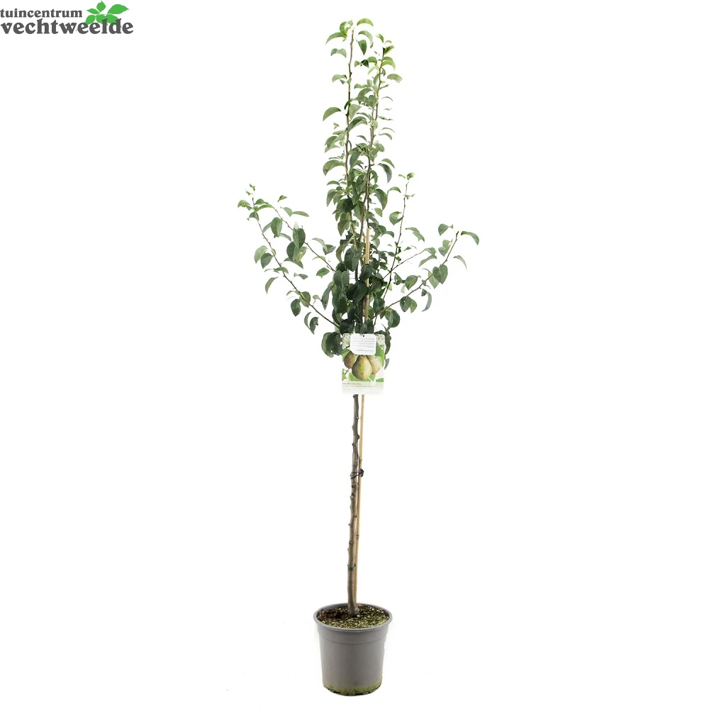 Pyrus Comm. Doyenne Du C P27 H120cm 4 Pyrus Comm. Doyenne Du C P27 H120cm - Afbeelding 2