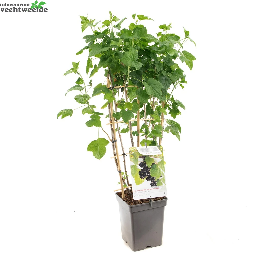 Ribes N. Zwarte Bes Leivorm Vp5 4 Ribes N. Zwarte Bes Leivorm Vp5 - Afbeelding 2