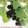 Ribes N. Zwarte Bes Leivorm Vp5 -Tuinbenodigdheden Verkoopwinkel ribes n zwarte bes leivorm vp5 396x572 62071a7a46913 l