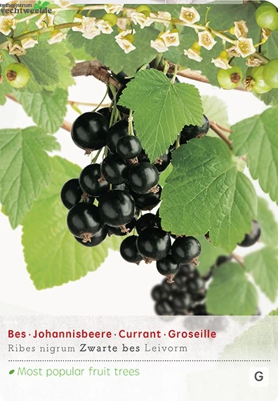 Ribes N. Zwarte Bes Leivorm Vp5 3 Ribes N. Zwarte Bes Leivorm Vp5