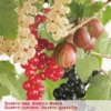 Ribes Quatrobes VP5 2 Ribes Quatrobes VP5 -Tuinbenodigdheden Verkoopwinkel ribes quatrobes vp5 407x570 620770ebdc545 l