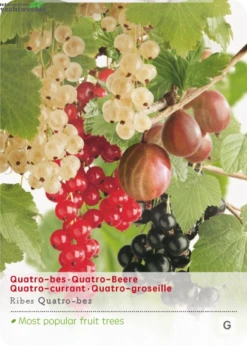 Ribes Quatrobes VP5