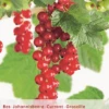 Ribes R. Jonkheer V Tets Lei VP5 1 Ribes R. Jonkheer V Tets Lei VP5 -Tuinbenodigdheden Verkoopwinkel ribes r jonkheer v tets lei vp5 395x568 620799aca8626 l
