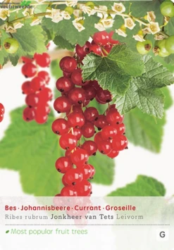 Ribes R. Jonkheer V Tets Lei VP5