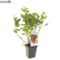 Ribes R. 'Rovada' -Tuinbenodigdheden Verkoopwinkel ribes r rovada 1500x1500 62094c3f6ccc9 l