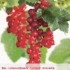 Ribes R. 'Rovada' 1 Ribes R. 'Rovada' -Tuinbenodigdheden Verkoopwinkel ribes r rovada 397x567 620799bcb56f7 l