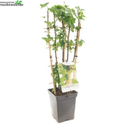 Ribes R. Witte Parel Leivorm Vp5 -Tuinbenodigdheden Verkoopwinkel ribes r witte parel leivorm vp5 1000x1000 62091de746a1e l