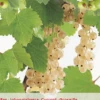 Ribes R. Witte Parel Leivorm Vp5 -Tuinbenodigdheden Verkoopwinkel ribes r witte parel leivorm vp5 386x573 62071a7b2de40 l