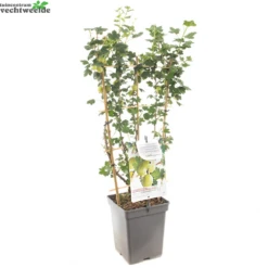 Ribes Uva Cr. Hinnonm Gron Lei Vp5 5 Ribes Uva Cr. Hinnonm Gron Lei Vp5 -Tuinbenodigdheden Verkoopwinkel ribes uva cr hinnonm gron lei vp5 1000x1000 62093015dc53b l