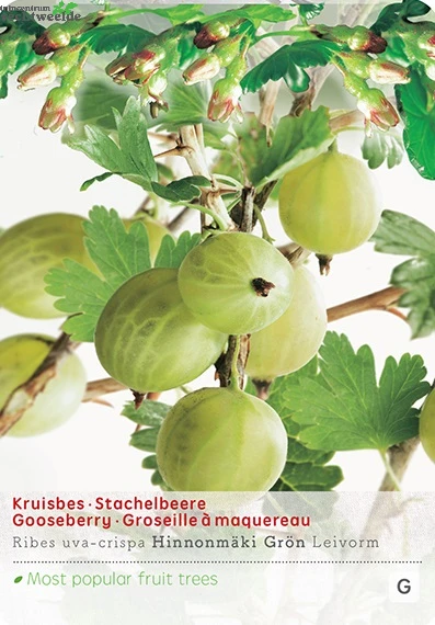 Ribes Uva Cr. Hinnonm Gron Lei Vp5 3 Ribes Uva Cr. Hinnonm Gron Lei Vp5