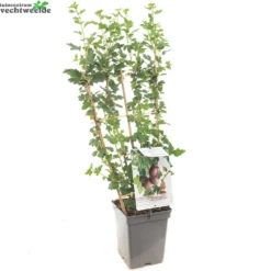 Ribes Uva Cr. Hinnonm Rod Lei Vp5 -Tuinbenodigdheden Verkoopwinkel ribes uva cr hinnonm rod lei vp5 1000x1000 62093016e1576 l