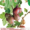 Ribes Uva Cr. Hinnonm Rod Lei Vp5 -Tuinbenodigdheden Verkoopwinkel ribes uva cr hinnonm rod lei vp5 396x573 6206d917c84c6 l