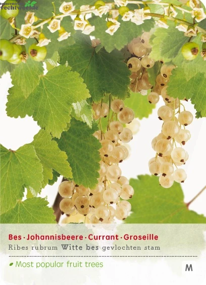 Ribes 'Witte Bes' 3 Ribes 'Witte Bes'