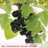 Ribes 'Zwarte Bes' -Tuinbenodigdheden Verkoopwinkel ribes zwarte bes 408x567 6456430394d64 l