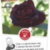 Rosa 'Black Baccara'® -Tuinbenodigdheden Verkoopwinkel rosa black baccara 341x750 62b5d317dabeb l
