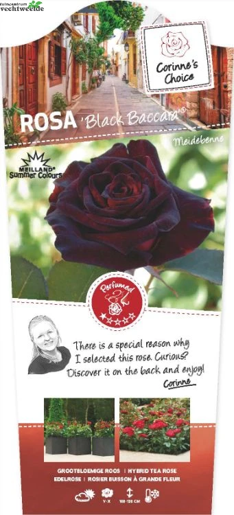 Rosa 'Black Baccara'® 3 Rosa 'Black Baccara'®