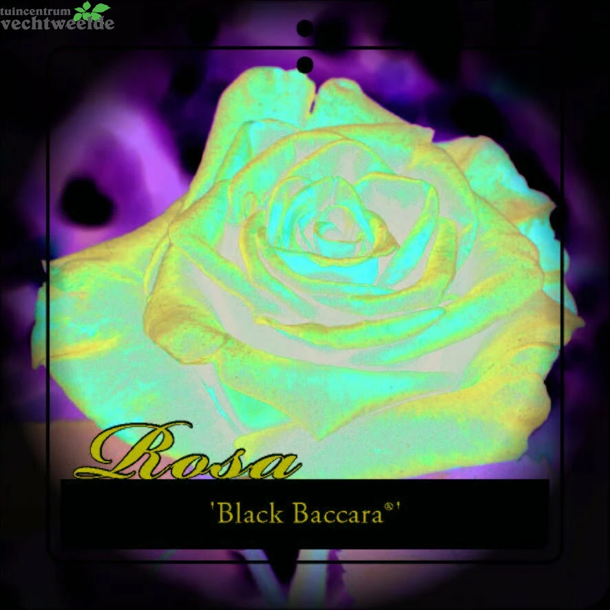 Rosa 'Black Baccara'® 4 Rosa 'Black Baccara'® - Afbeelding 2