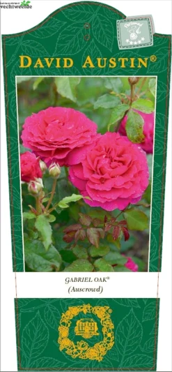 Rosa 'Gabriël Oak'®
