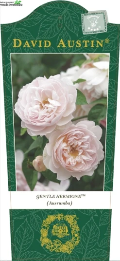 Rosa 'Gentle Hermione'(TM)