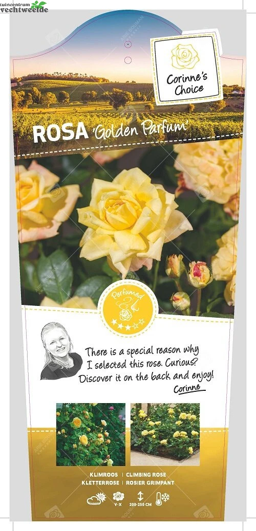 Rosa Golden Parfum Stok100 C3RP 3 Rosa Golden Parfum Stok100 C3RP