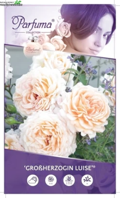 Rosa 'Grossherzogin Luise'®