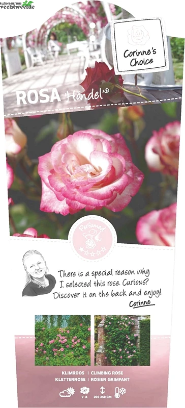 Rosa 'Händel'® 3 Rosa 'Händel'®