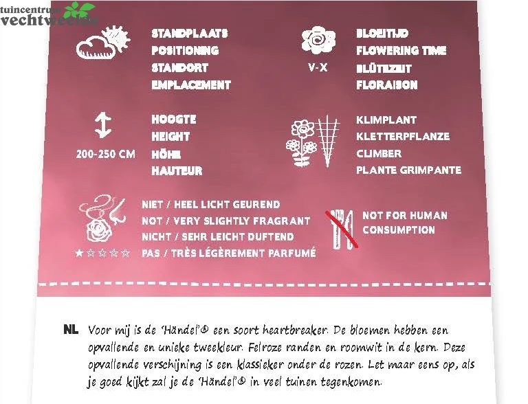 Rosa 'Händel'® 4 Rosa 'Händel'® - Afbeelding 2