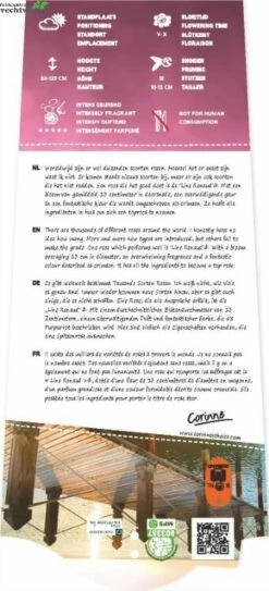 Rosa 'Line Renaud'® -Tuinbenodigdheden Verkoopwinkel rosa line renaud 341x750 62b5d330347d8 l