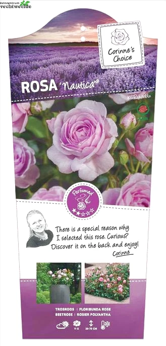 Rosa 'Nautica'® 3 Rosa 'Nautica'®