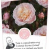 Rosa 'New Dreams'® 2 Rosa 'New Dreams'® -Tuinbenodigdheden Verkoopwinkel rosa new dreams 341x750 62b5b6ff63282 l