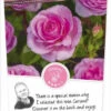 Rosa 'Odelia'(TM) Renaissance® -Tuinbenodigdheden Verkoopwinkel rosa odelia tm renaissance 347x750 62b5b709d892b l