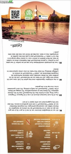 Rosa 'Odelia'(TM) Renaissance® -Tuinbenodigdheden Verkoopwinkel rosa odelia tm renaissance 347x750 62b5b70a48bdb l