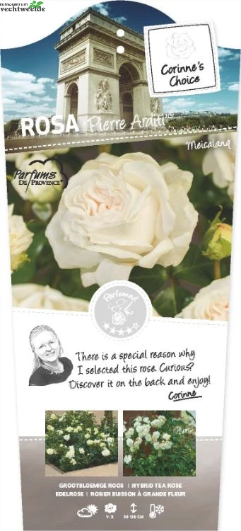 Rosa 'Pierre Arditi'® 3 Rosa 'Pierre Arditi'®