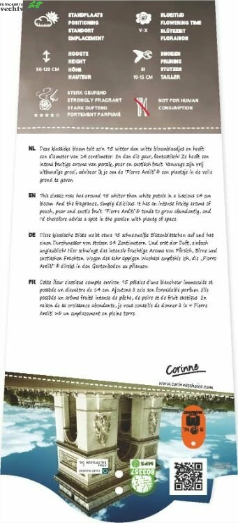 Rosa 'Pierre Arditi'® 4 Rosa 'Pierre Arditi'® - Afbeelding 2