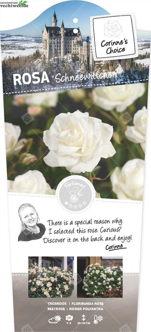 Rosa 'Schneewittchen'®pot 24, Stam110 3 Rosa 'Schneewittchen'®pot 24, Stam110