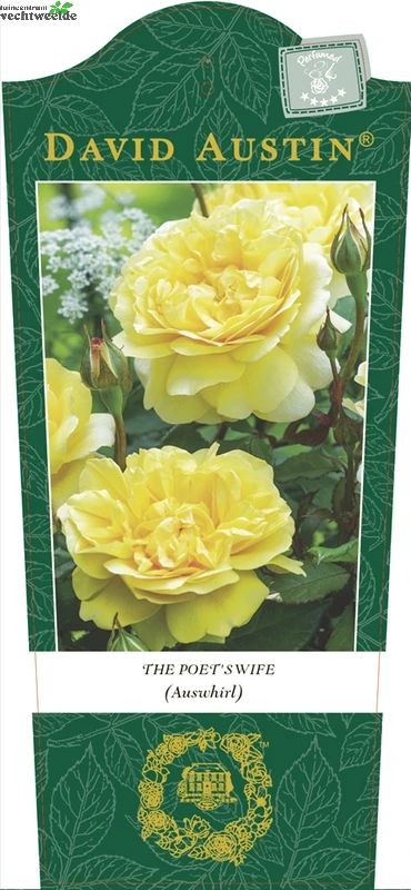 Rosa 'The Poet's Wife'® 3 Rosa 'The Poet's Wife'®