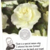 Rosa 'White Meilove'®pot 24, Stam 60 2 Rosa 'White Meilove'®pot 24, Stam 60 -Tuinbenodigdheden Verkoopwinkel rosa white meilove pot 24 stam 60 500x1100 62077242d861d l