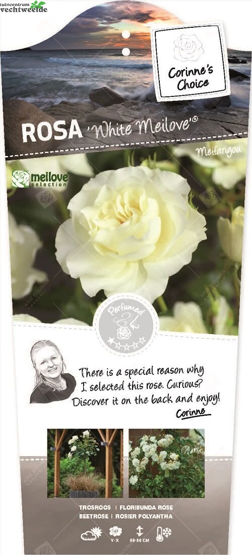 Rosa 'White Meilove'®pot 24, Stam 60 3 Rosa 'White Meilove'®pot 24, Stam 60